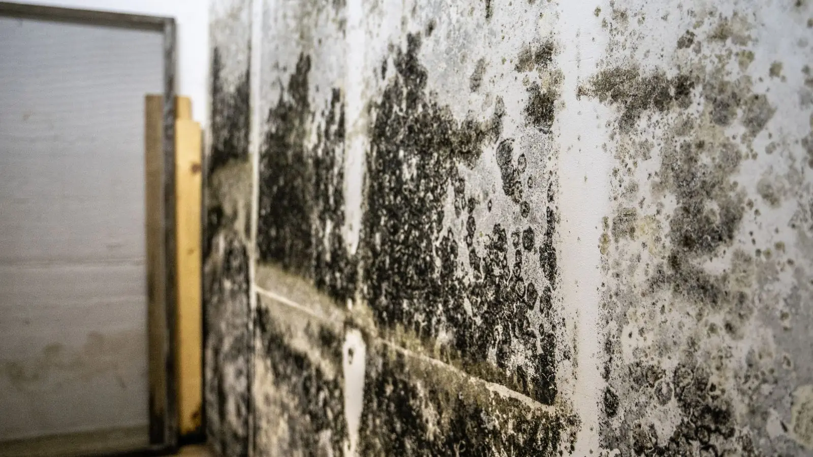 Dark mold growth across a basement wall beside wood framing