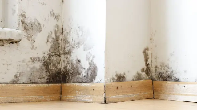 Mold growing along the bottom of a wall above the baseboard